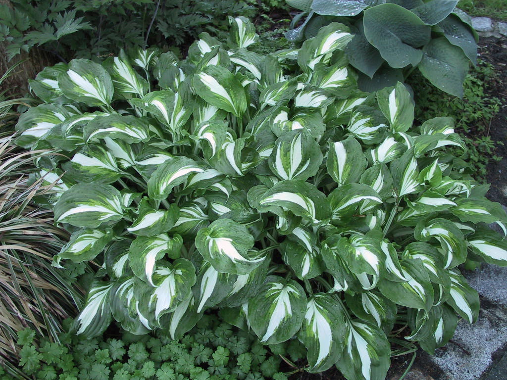 Hosta undulata Marginata 02.jpg